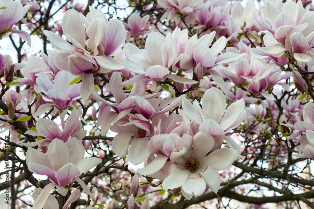 Naklejka premium Blossom pink magnolia flowers