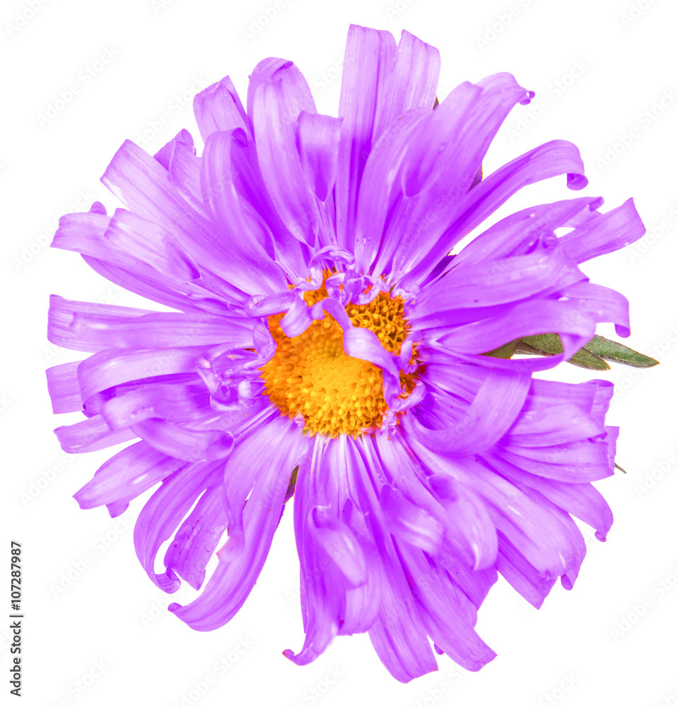 Obraz premium asters flower isolated on white background