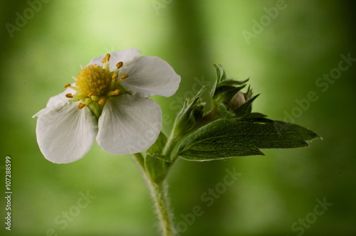 Blossoming wood anemone spring flower isolated against green bac