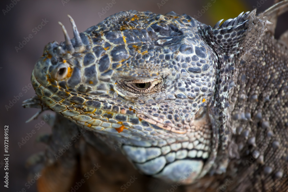 Iguana Iguana