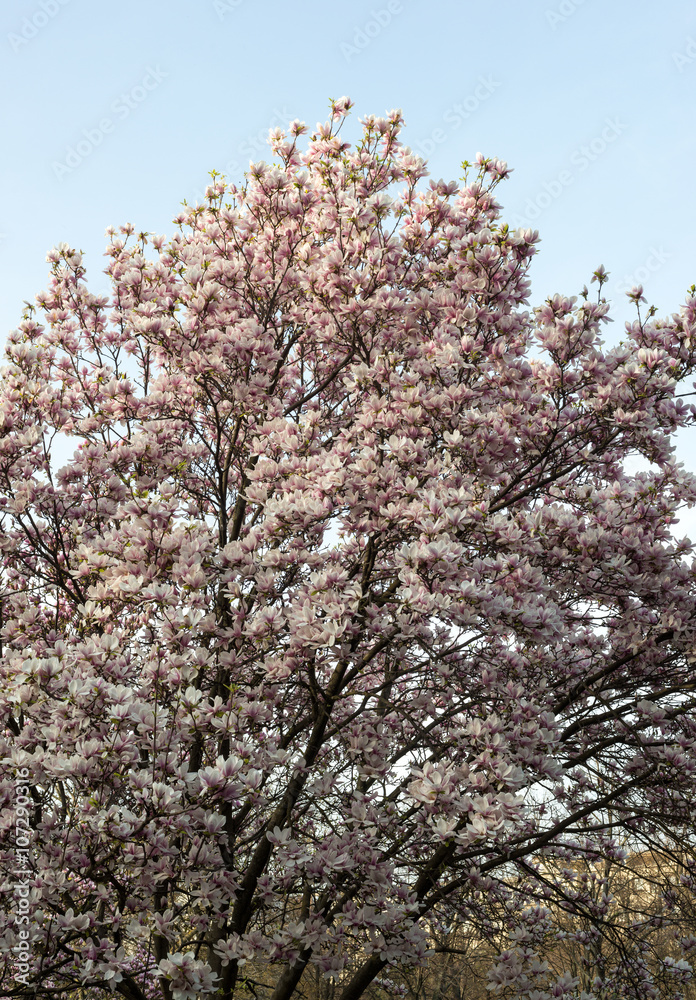 Magnolia blossom tree in spring Magnolia blossom tree in spring