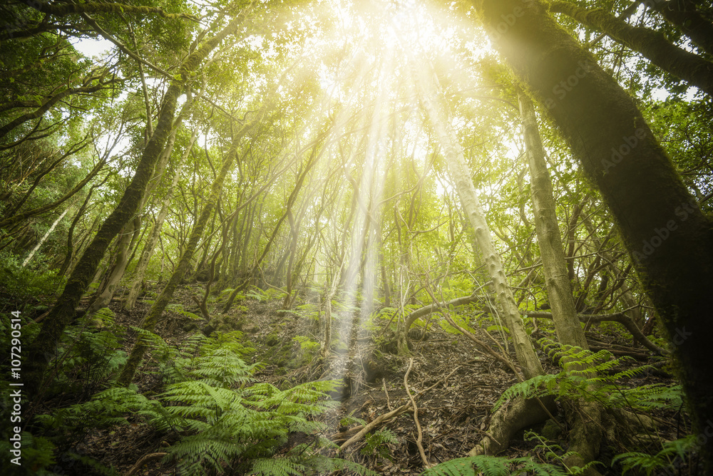 Naklejka premium Tropikalny las na Wyspach Kanaryjskich