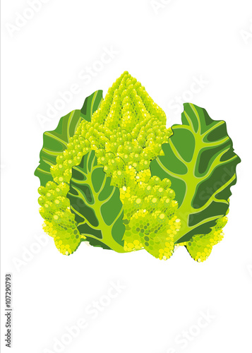 Roman broccoli