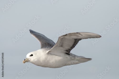 Arctic Skua - Greenland