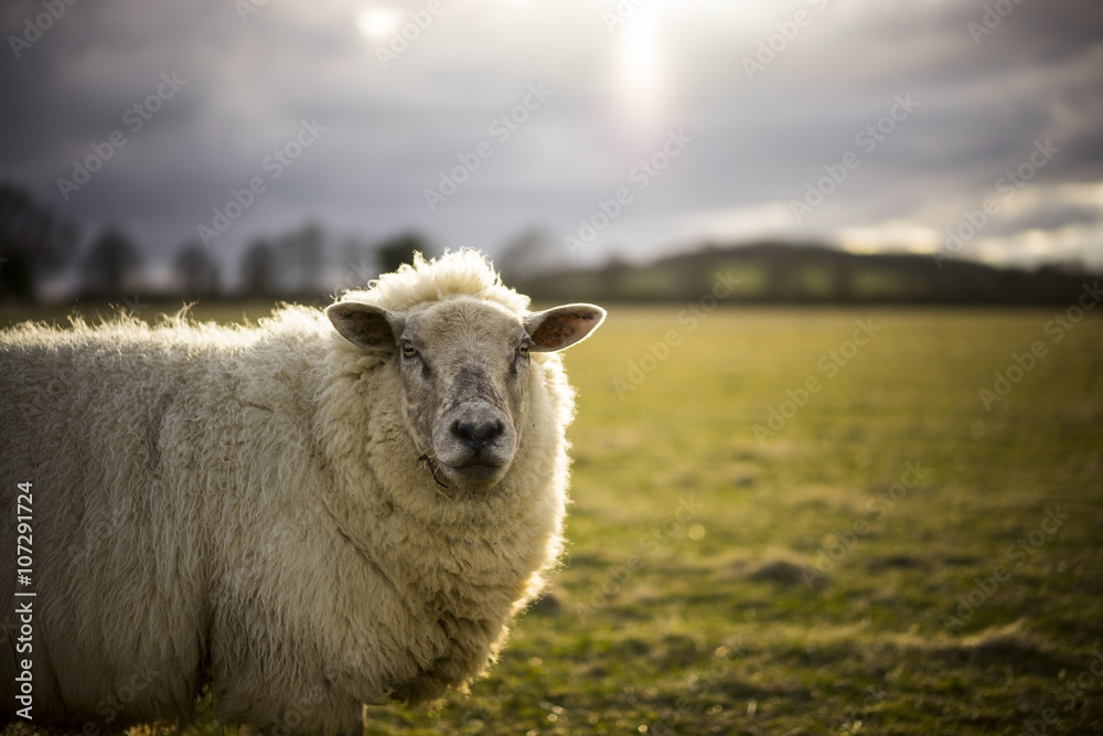Naklejka premium Pregnant Ewe. Spring. Sheep in Cotswold Landscape. Cheltenham, UK