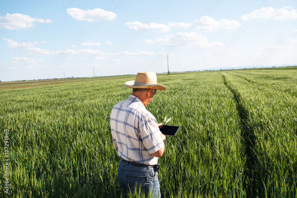 Farmer standing in a wheat field and looking at tablet Farmer standing in a wheat field and looking at tablet