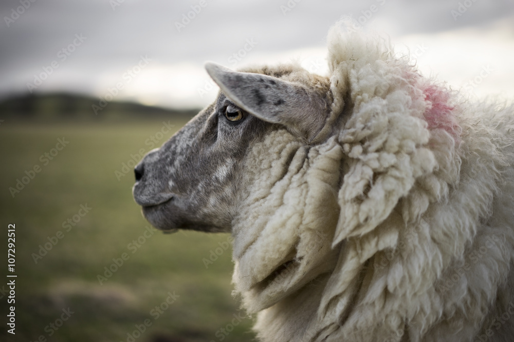 Obraz premium Pregnant Ewe. Spring. Sheep in Cotswold Landscape. Cheltenham, UK