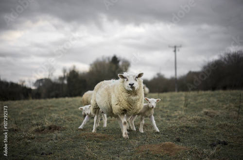 Sheep and Lambs in Cotswold Landscape. Cheltenham, UK