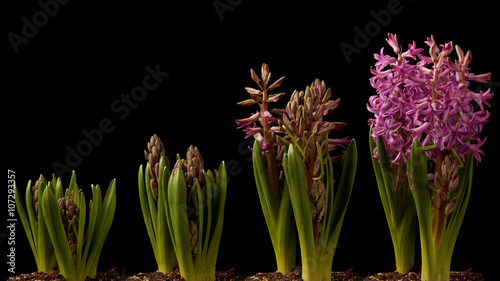 Fototapeta Naklejka Na Ścianę i Meble -  Purple Hyacinth Time-lapse