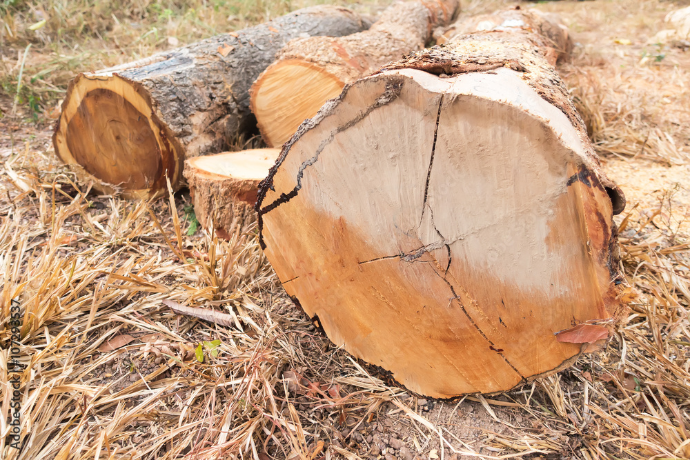 cut trees in forest