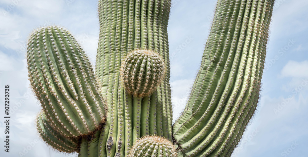 Detail of a large saguaro cactus in the southern Arizona desert