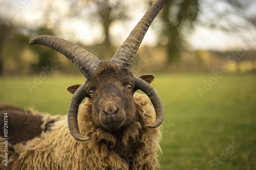 Manx Sheep in Cotswold Landscape. Cheltenham, UK