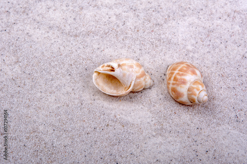 Sea shells on a sand background