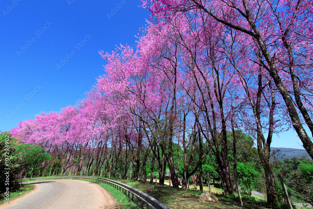Cherry Blossom Pathway in ChiangMai, Thailand Cherry Blossom Pathway in ChiangMai, Thailand