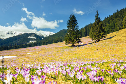 Fototapeta Naklejka Na Ścianę i Meble -  blooming violet crocuses in Tatra Mountains, spring flower