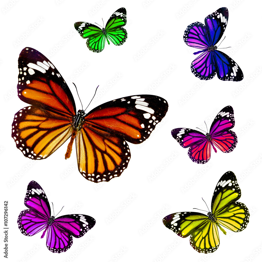 custom made wallpaper toronto digitalbutterfly isolated on white background