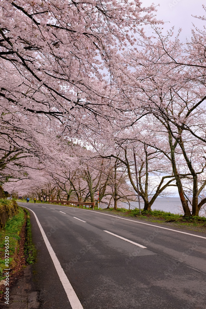 Fototapeta 滋賀・海津大崎の桜