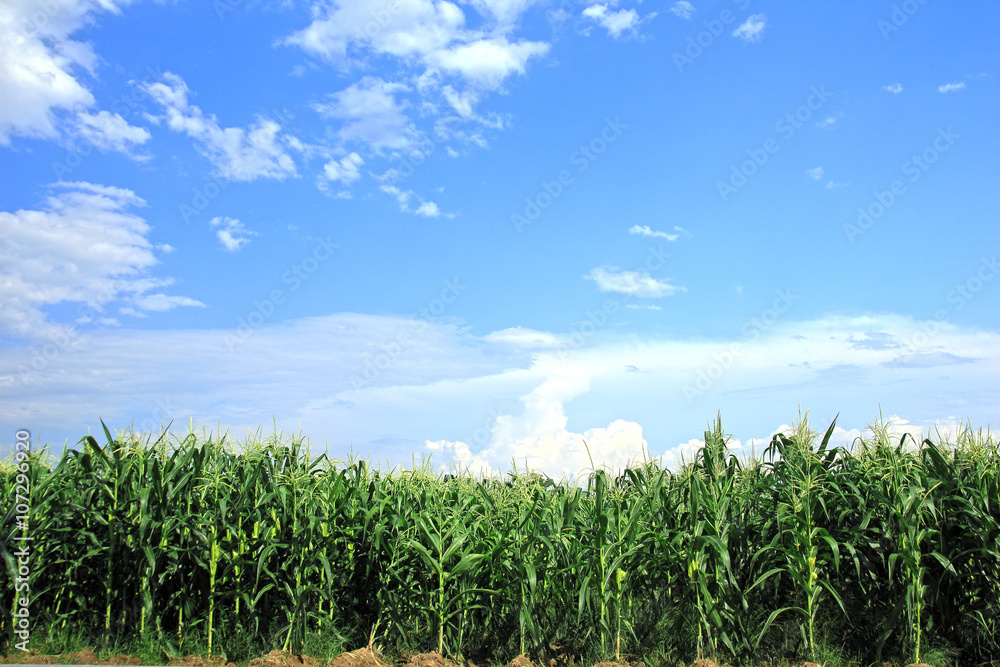 Obraz premium corn field, corn on the cob