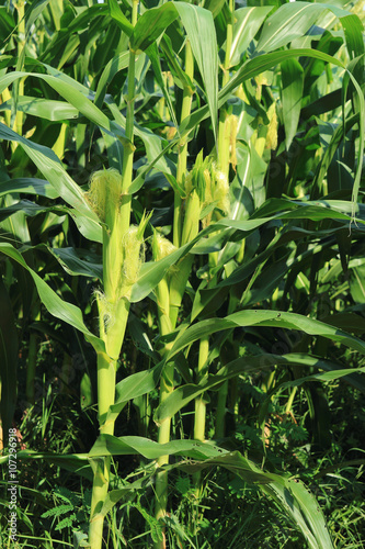corn field, corn on the cob