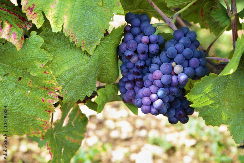Red pinot noir wine grapes gowing hanging from vine Burgundy vineyard France french wine grape photo Red pinot noir wine grapes gowing hanging from vine Burgundy vineyard France french wine grape photo