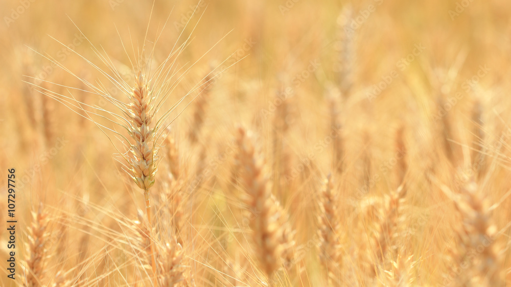 harvest growing in a wheat farm field harvest growing in a wheat farm field