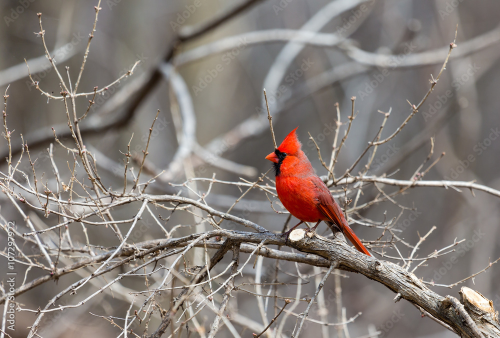 The male Northern Cardinal is a perfect combination of familiarity, conspicuousness, and style: a shade of red you can’t take your eyes off. The male Northern Cardinal is a perfect combination of familiarity, conspicuousness, and style: a shade of red you can’t take your eyes off.