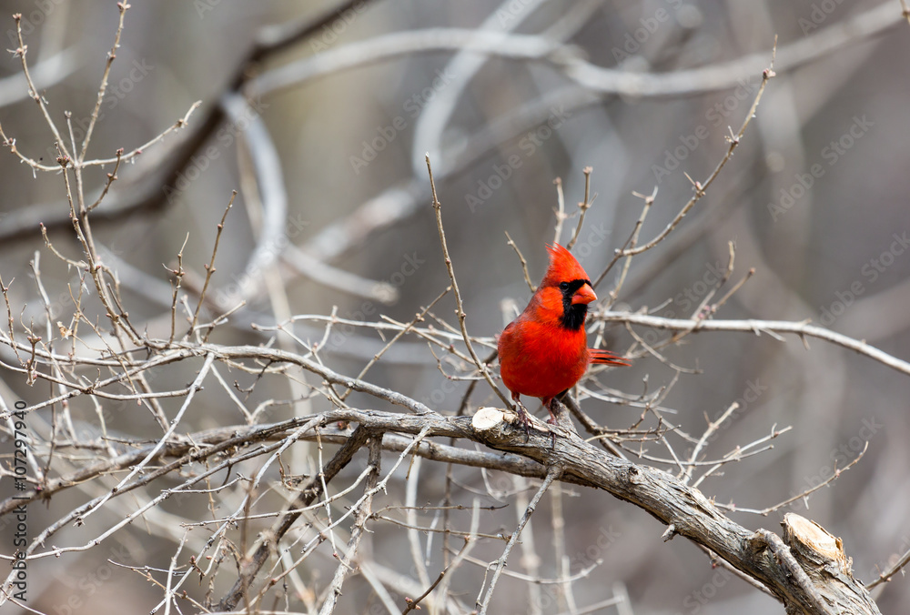 The male Northern Cardinal is a perfect combination of familiarity, conspicuousness, and style: a shade of red you can’t take your eyes off. The male Northern Cardinal is a perfect combination of familiarity, conspicuousness, and style: a shade of red you can’t take your eyes off.