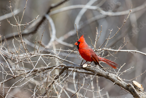 The male Northern Cardinal is a perfect combination of familiarity, conspicuousness, and style: a shade of red you can’t take your eyes off.