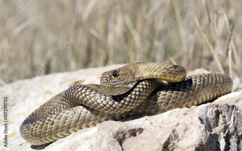 Masticophis flagellum is a species of nonvenomous colubrid snake photo