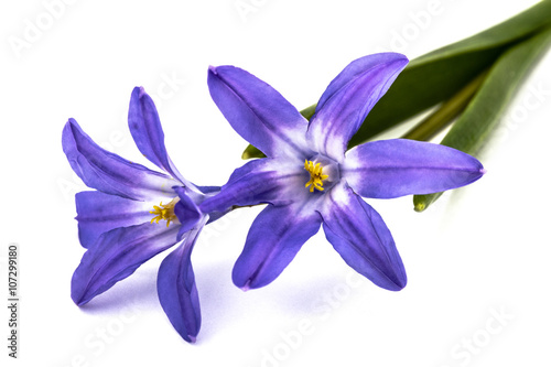 Fototapeta Naklejka Na Ścianę i Meble -  Violet flowers of Chionodoxa luciliae, Glory of the snow, isolat