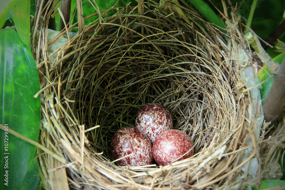 A nest filled with three bird eggs in the branches A nest filled with three bird eggs in the branches