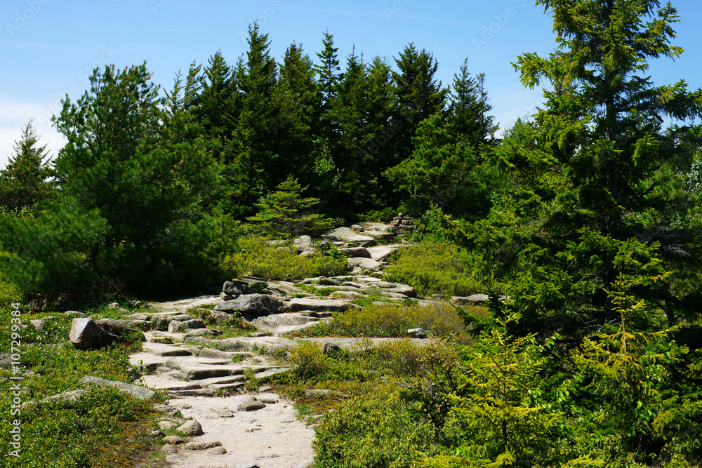 Fototapeta premium Steep stony trail through the green fir forest in a bright sunlight.