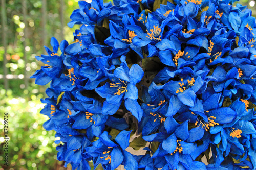 Fototapeta Naklejka Na Ścianę i Meble -  blue flower