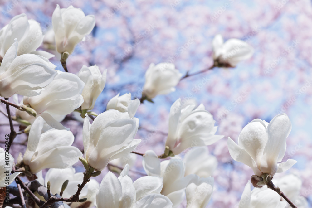 White magnolia flowers over blooming cherry and blue sky White magnolia flowers over blooming cherry and blue sky