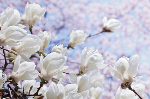 White magnolia flowers over blooming cherry and blue sky