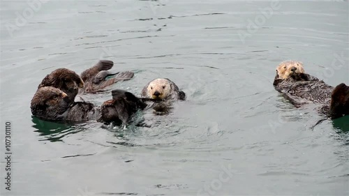 female adult sea otter with infant / baby in the kelp on a cold rainy day in big sur, california, usa