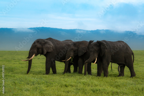 Three elephants crossing the Ngorongoro Crater in Africa