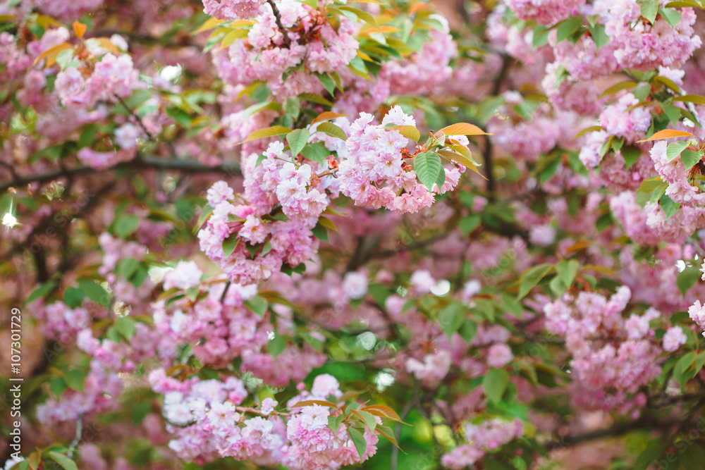 Beautiful pink cherry blossom flower at full bloom. Sakura Beautiful pink cherry blossom flower at full bloom. Sakura