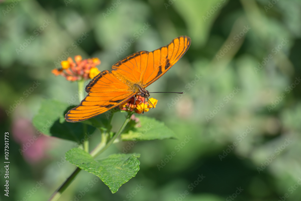 La mariposa está parada en la flor y come. La mariposa está parada en la flor y come.