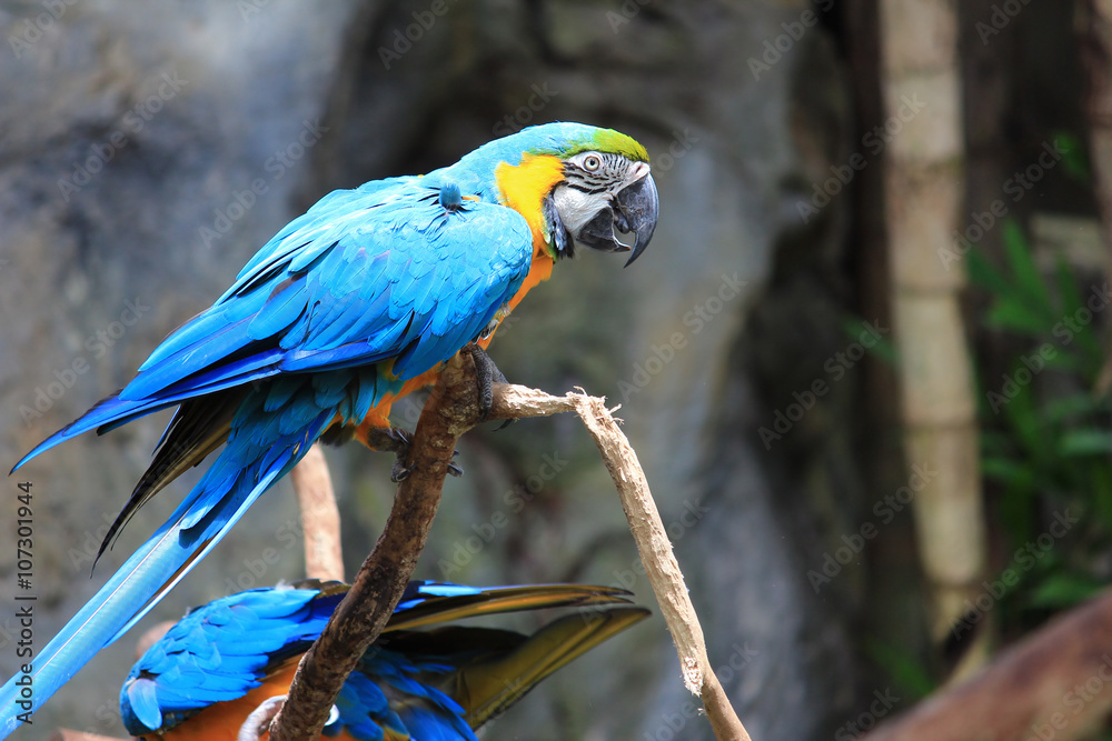 Obraz premium Parrot Action