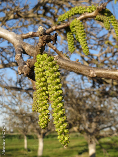 Flowering walnut tree