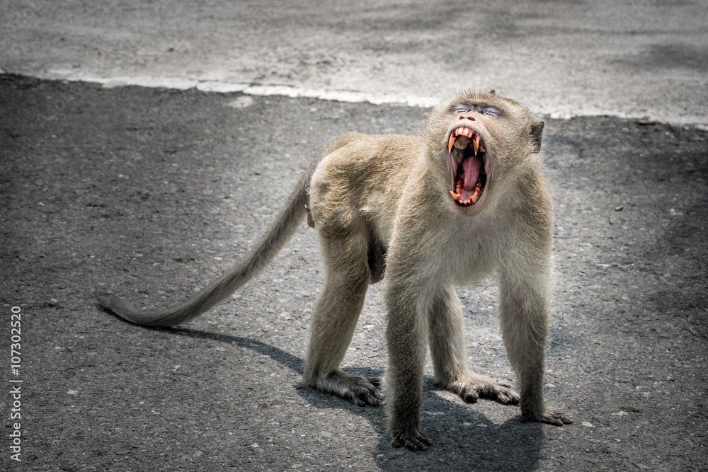 Fototapeta premium fierce monkey lives in a natural