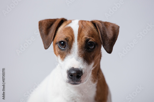 portrait of the dog © Masson