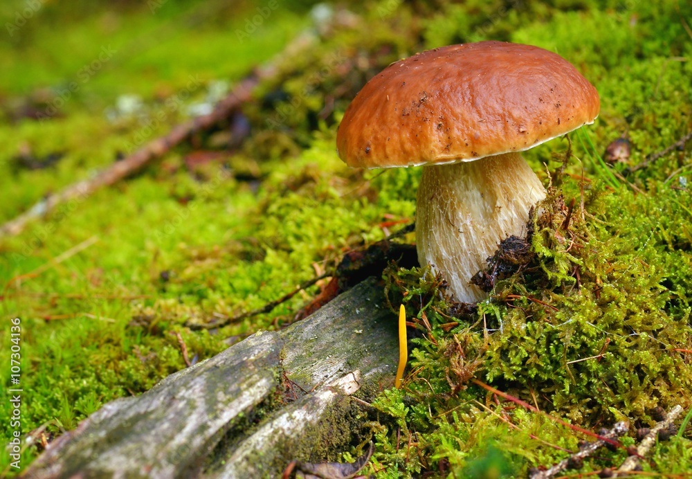 Mushroom. Mushroom (porcini) on moss in forest. Mushroom boletus edulis in forest. Mushroom. Mushroom (porcini) on moss in forest. Mushroom boletus edulis in forest.