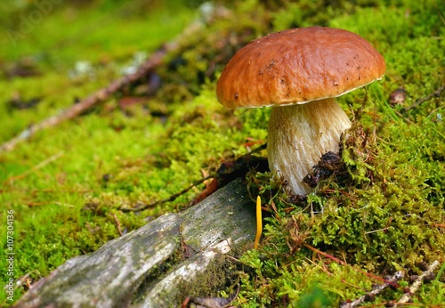 Mushroom. Mushroom (porcini) on moss in forest. Mushroom boletus edulis in forest. 