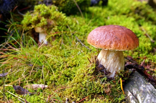 Mushroom. Mushroom (porcini) on moss in forest. Mushroom boletus edulis in forest.