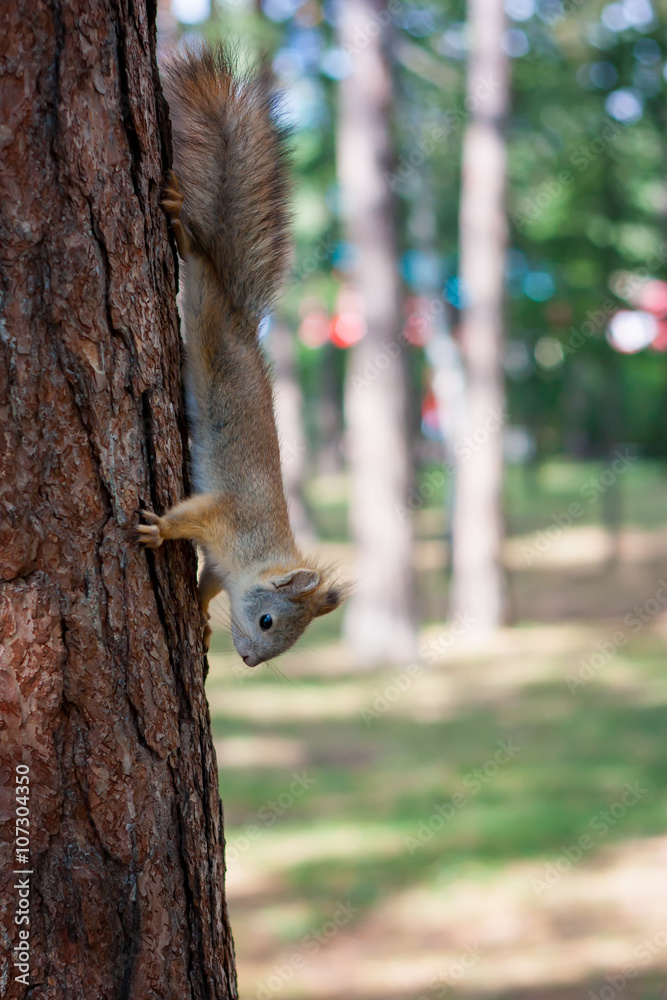 Squirrel in a summer park Squirrel in a summer park