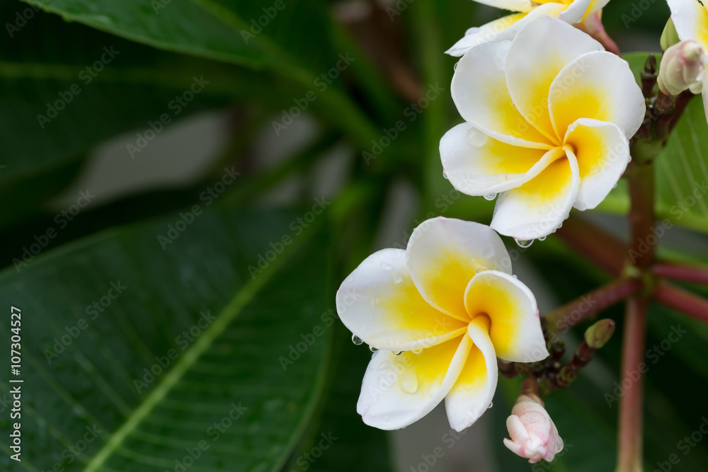 Fototapeta premium white frangipani plumeria tropical flower with water drops