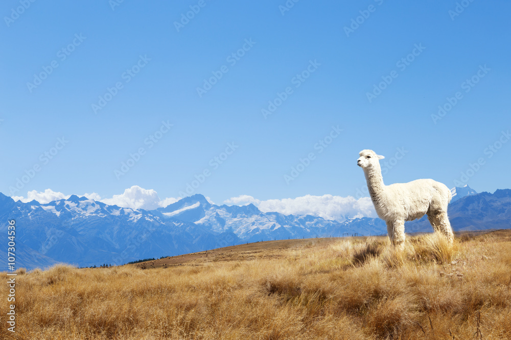 Naklejka premium pasture with animal and mountains in sunny day in new zealand