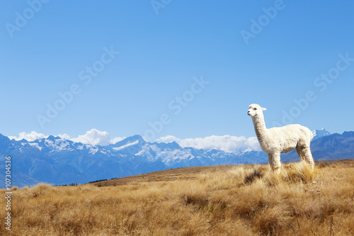 pasture with animal and mountains in sunny day in new zealand
